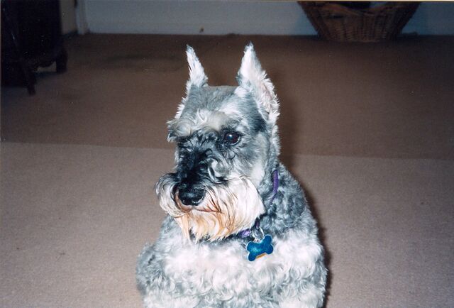 File:Scan 121920003.jpeg