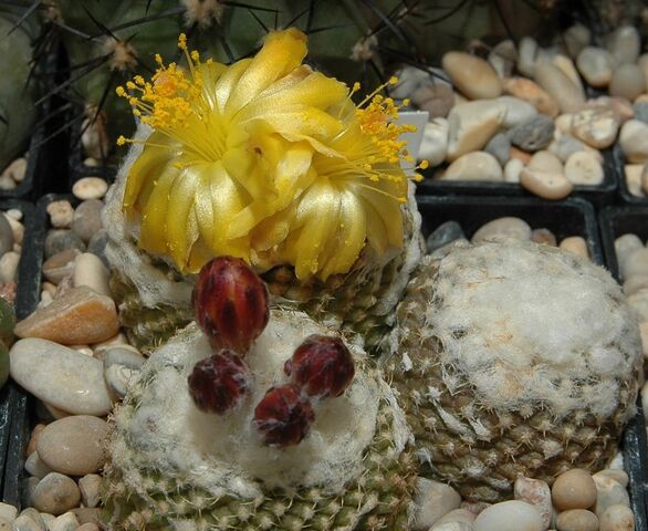 File:Copiapoa lauii FK 1055.jpg