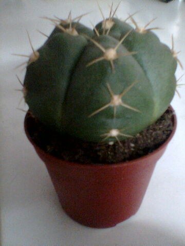 File:Gymnocalycium (unknown sp).jpg