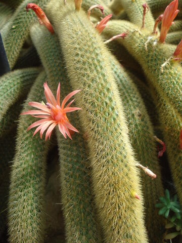 File:DSC05109.jpg
