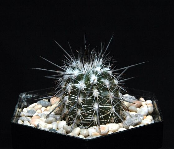 File:Echinopsis mirabilis100.jpg
