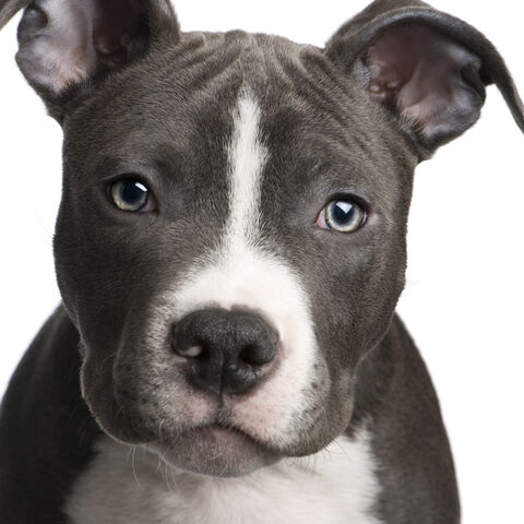 Ficheiro:AmericanPitbullTerrier.jpg