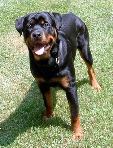 Ficheiro:Rottweiler.jpg