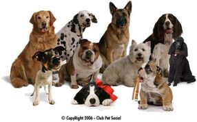 Cães.jpg