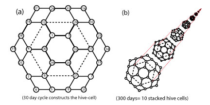 File:Hive-cell-stacking.jpg