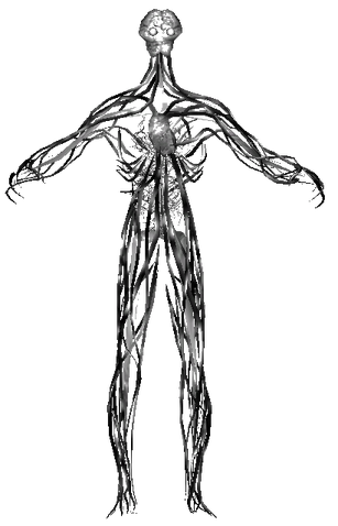 File:Avogadro model BOII.png