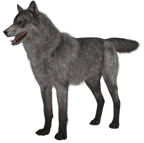 File:Wolf model 1 CoDG.png