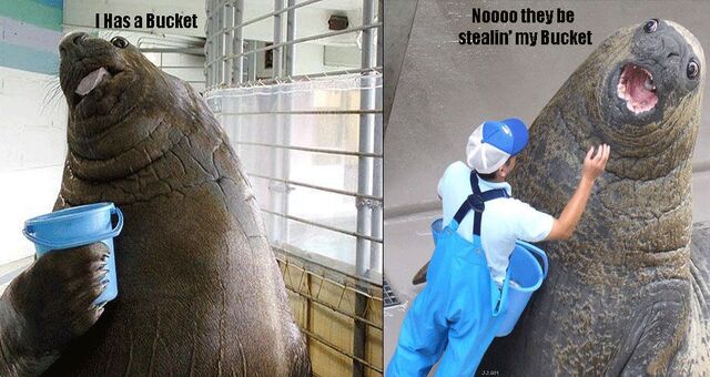 File:Has bucket.jpg