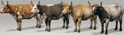 Cow