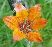 Chloris Flowers