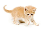 Istockphoto 1948454-yellow-kitten-playing-and-pawing
