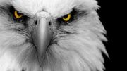 Camp Jupiter Eagles