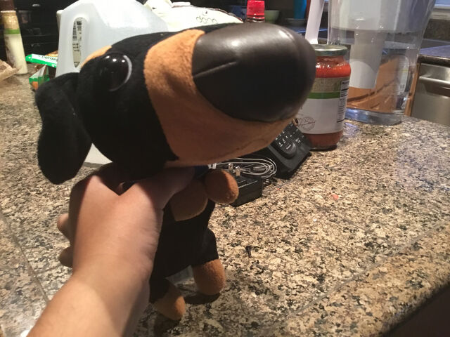 File:Smart Dog.jpg