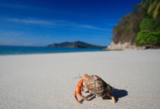 I0239-Hermit-Crab