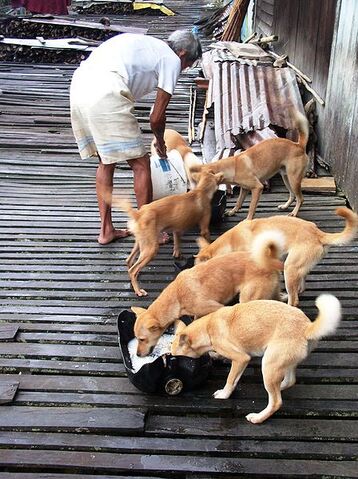 File:Borneodogs.jpg