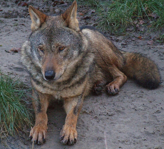 File:IberianWolf.jpg
