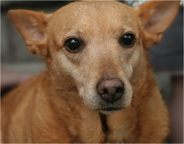 File:Pariahdog.png