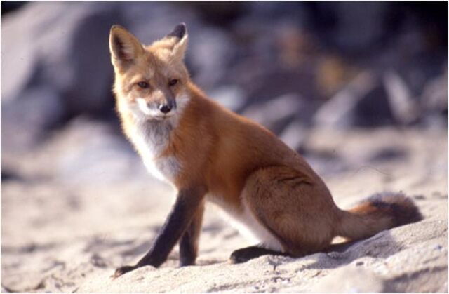 File:Caninefreeuseredfox.jpg