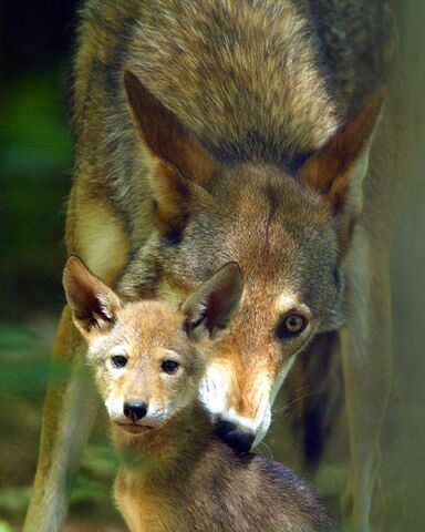 File:Redwolffreeuse.jpg