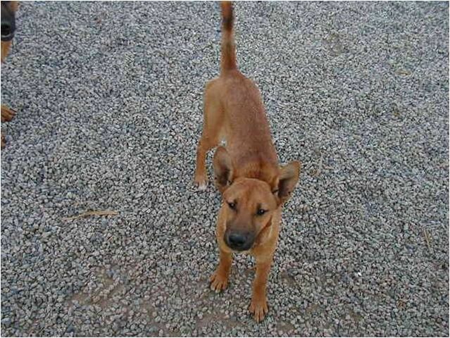 File:CarolinaDog.jpg