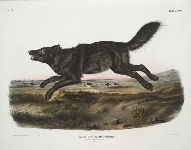 File:FloridaBlackWolfbyAudubon2.jpg