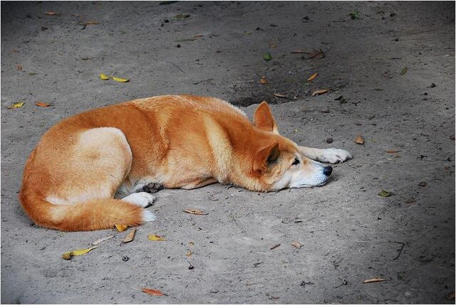 File:Caninefreeusedingo.jpg