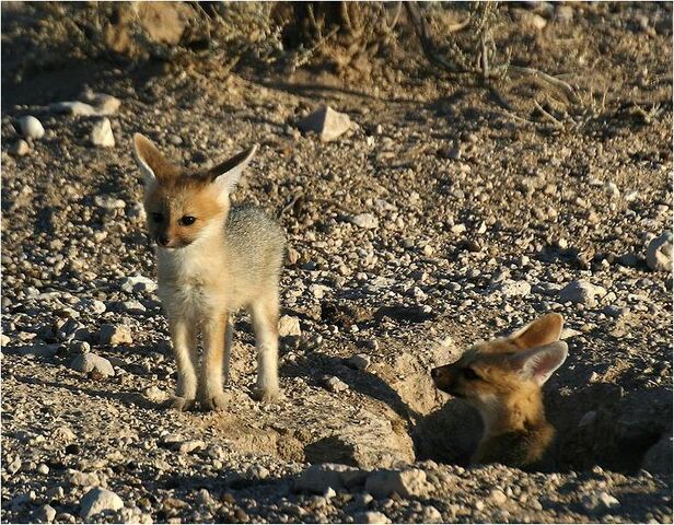 File:Caninefreeusecapefox.jpg