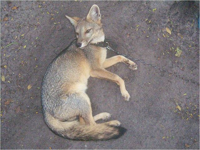 File:Hoaryfox.jpg