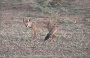 CaninefreeuseBengalfox