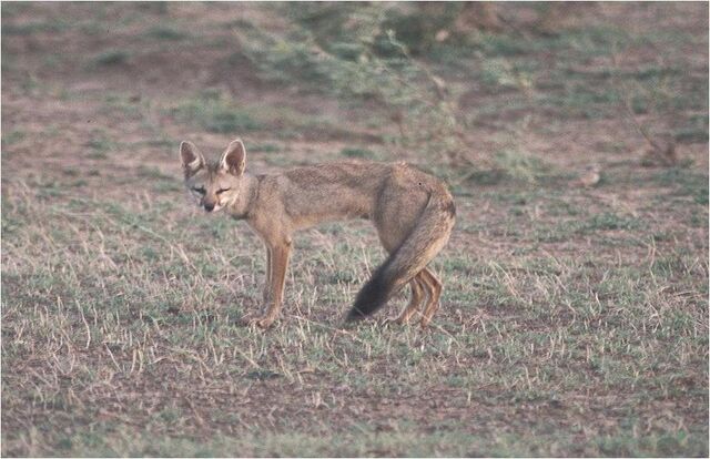 File:CaninefreeuseBengalfox.jpg