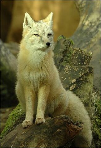 File:Caninefreeusecorsacfox.jpg