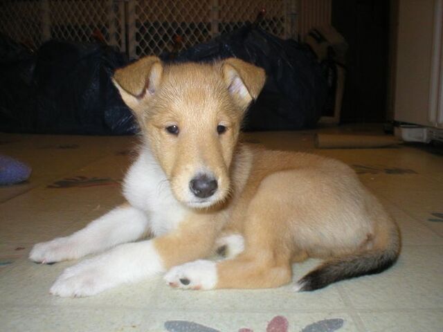 File:Smooth collie pup.jpg