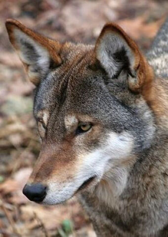 File:Wolf Coyote hybrid.jpg