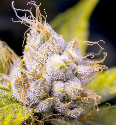 File:Kush1.jpg