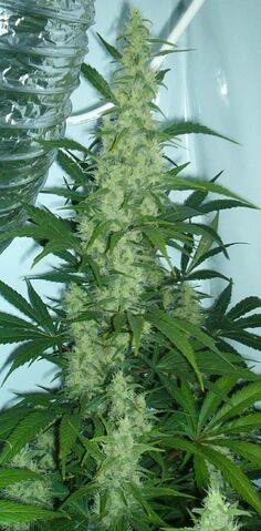 File:Cannabis flowering.jpg