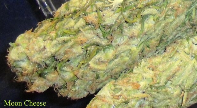 File:MOON COLA closeup.jpg