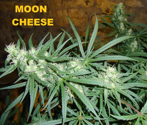 File:Moon cheese 005.jpg
