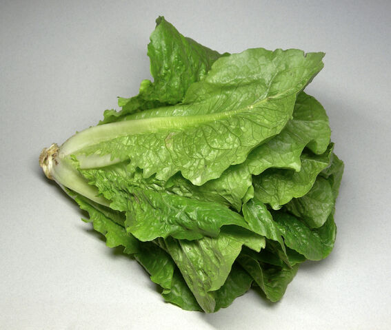 File:Romaine.jpg