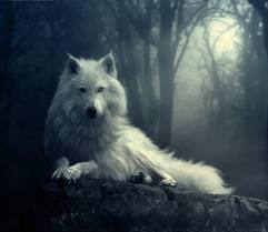File:White Direwolf.jpg