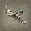 Insects