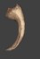File:Fossil.jpg