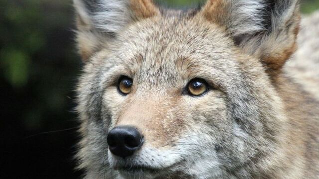 Archivo:Coyote .jpg