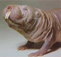 File:Nakedmolerat.jpg
