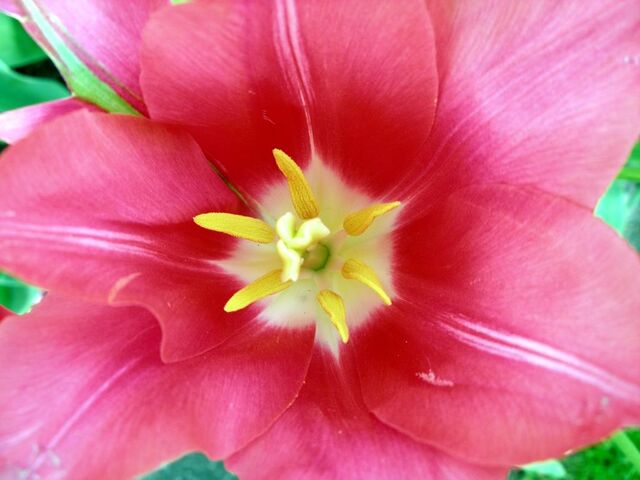 File:Morozov-tulip10.jpg