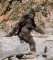 Bigfoot - 01