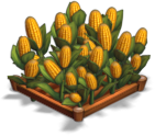 Corn 02