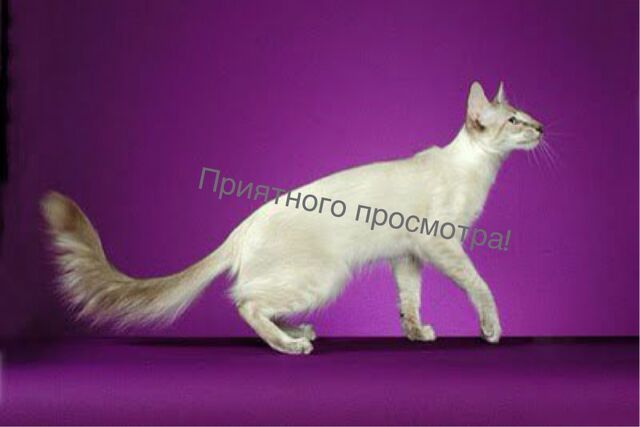Файл:Про кошек.jpg