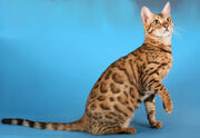 201102041055 beng.jpg