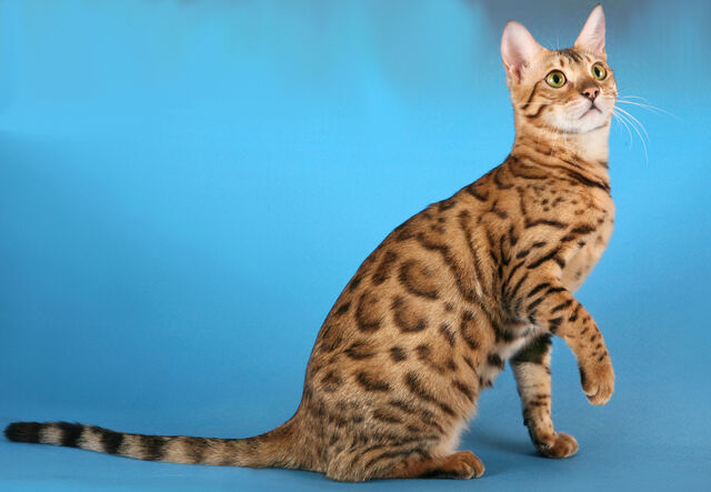 Файл:201102041055 beng.jpg