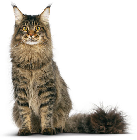 File:Maine-coon (1).jpg